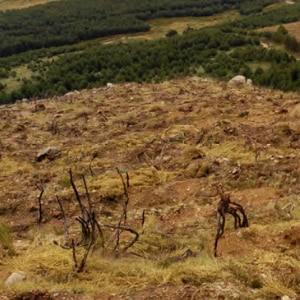 Planting trees